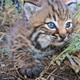 Illustration for article titled How To Tell A Bobkitten From A Regular Kitten